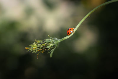 Close-up of ladybug on plant