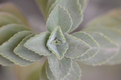 Close-up of flower