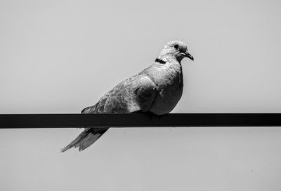 Low angle view of bird perching against clear sky