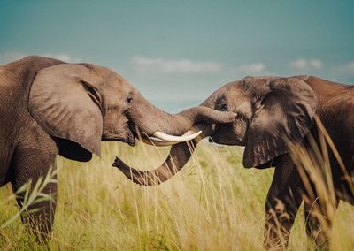 Side view of elephants standing on grassy land against sky