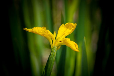 Close-up of yellow iris flowering plant