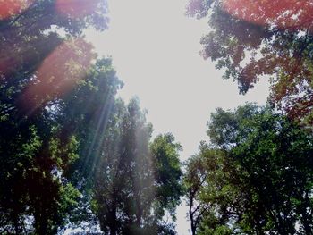 Low angle view of trees