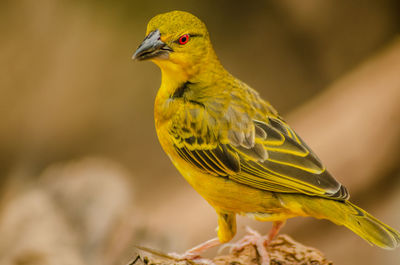 Close-up of bird perching