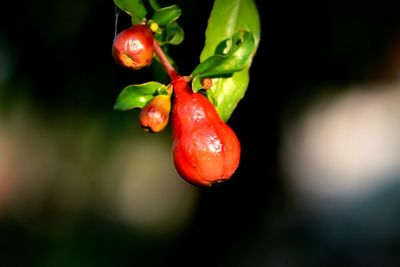 Close-up of red leaves