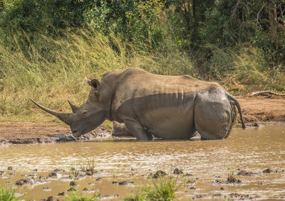 Side view of elephant in lake