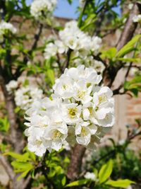 Close-up of white cherry blossoms in spring