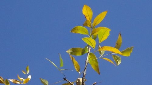 Low angle view of yellow leaves against clear blue sky