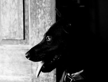 Close-up of dog by door at home