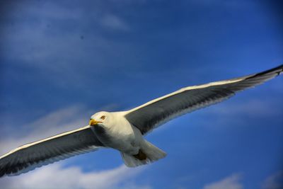 Low angle view of seagull against blue sky