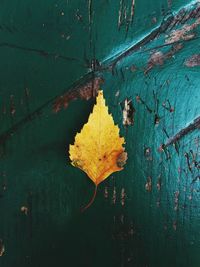 Close-up of yellow maple leaf