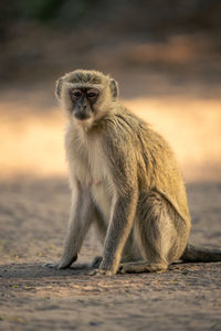 Close-up of monkey