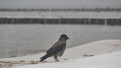 Bird perching on a land