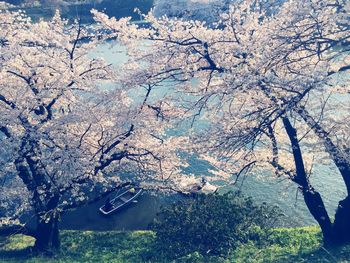 Blossoming tree