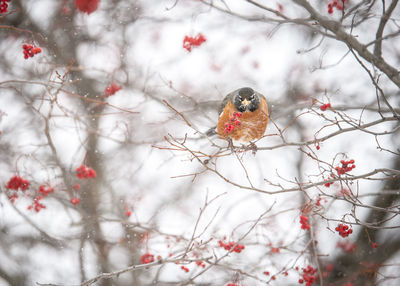 Bird perching on branch during winter