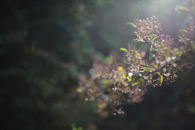 Close-up of fresh green plant