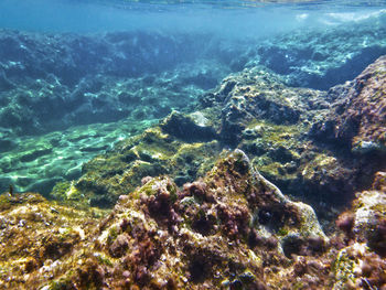 Close-up of turtle swimming in sea