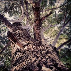 Low angle view of trees in forest