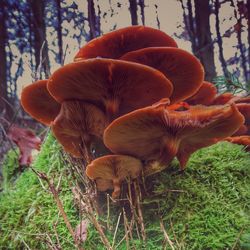 Close-up of mushroom in field