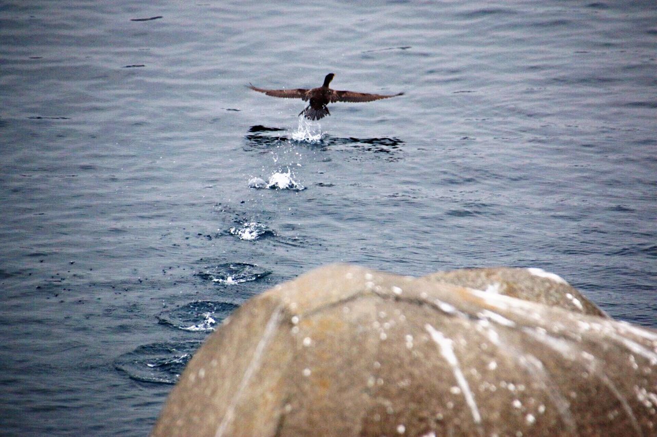 water, sea, waterfront, nautical vessel, transportation, rippled, mode of transport, animals in the wild, boat, wildlife, nature, animal themes, flying, bird, beauty in nature, day, motion, scenics, outdoors, wave