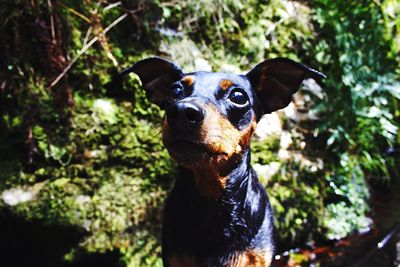 Close-up portrait of a dog