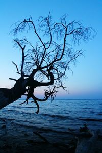 Bare trees by sea