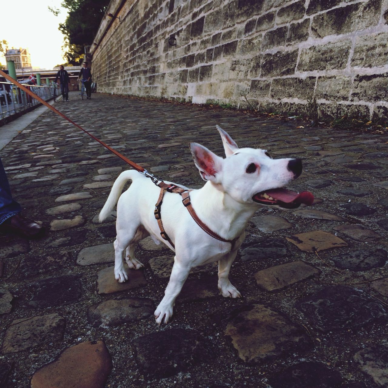 animal themes, domestic animals, one animal, mammal, pets, dog, walking, built structure, full length, architecture, two animals, building exterior, sunlight, day, outdoors, street, livestock, standing, incidental people, cobblestone