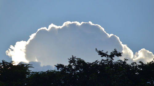 Low angle view of trees against clouds