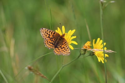 Close-up of butterfly pollinating on yellow flower