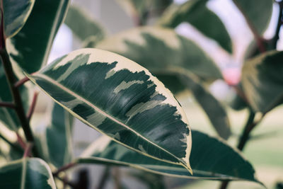 Close-up of fresh green leaves