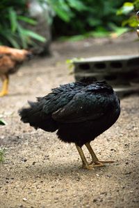 Close-up of bird on field