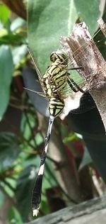 Close-up of insect on leaf