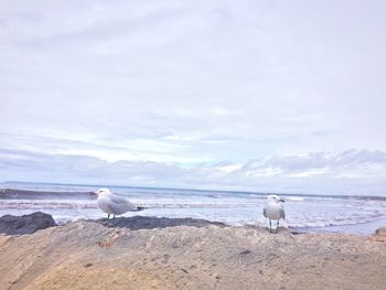 Seagulls perched on sandy beach against cloudy sky