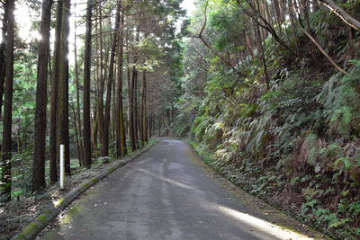 Road amidst trees in forest