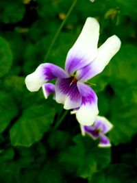 Close-up of purple flower blooming outdoors