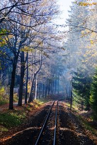 Railroad tracks in forest during autumn