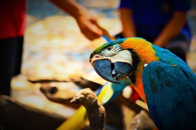 Close-up of a bird perching