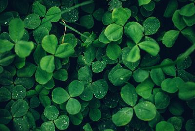 Full frame shot of wet plants growing outdoors