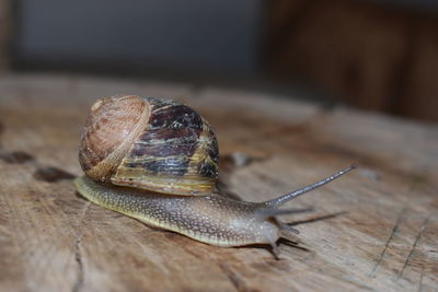 Close-up of snail on wooden table