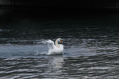 Swan swimming in lake