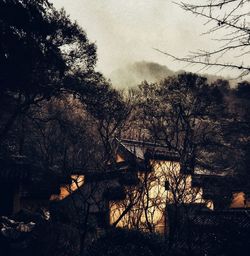 Bare trees against scenic sky