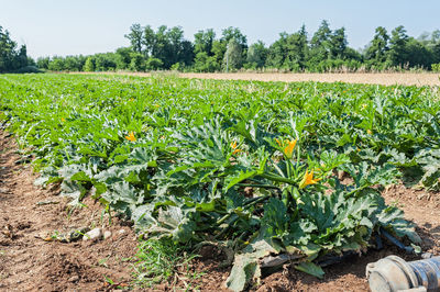 Plants growing on field