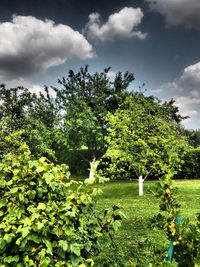 Trees on field against cloudy sky