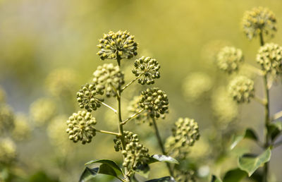 Close-up of yellow flowering plant