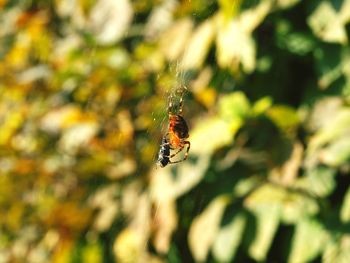 Close-up of spider