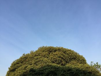 Low angle view of tree against blue sky