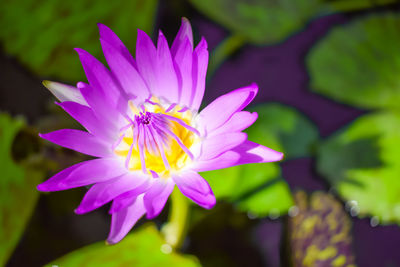 Close-up of pink flower