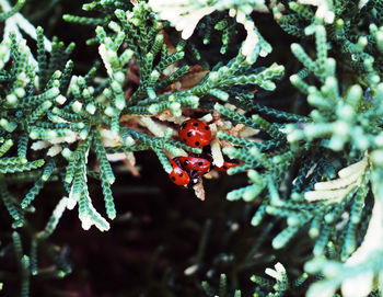 Close-up of ladybug on tree