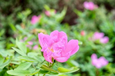 Close-up of pink flower blooming outdoors