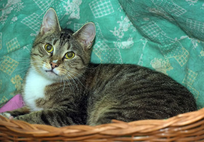 Portrait of a cat in basket