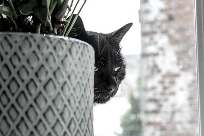 Close-up of cat looking away